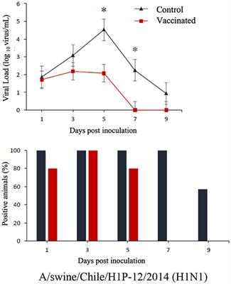 Cross-protection of commercial vaccines against Chilean swine influenza A virus using the guinea pig model as a surrogate